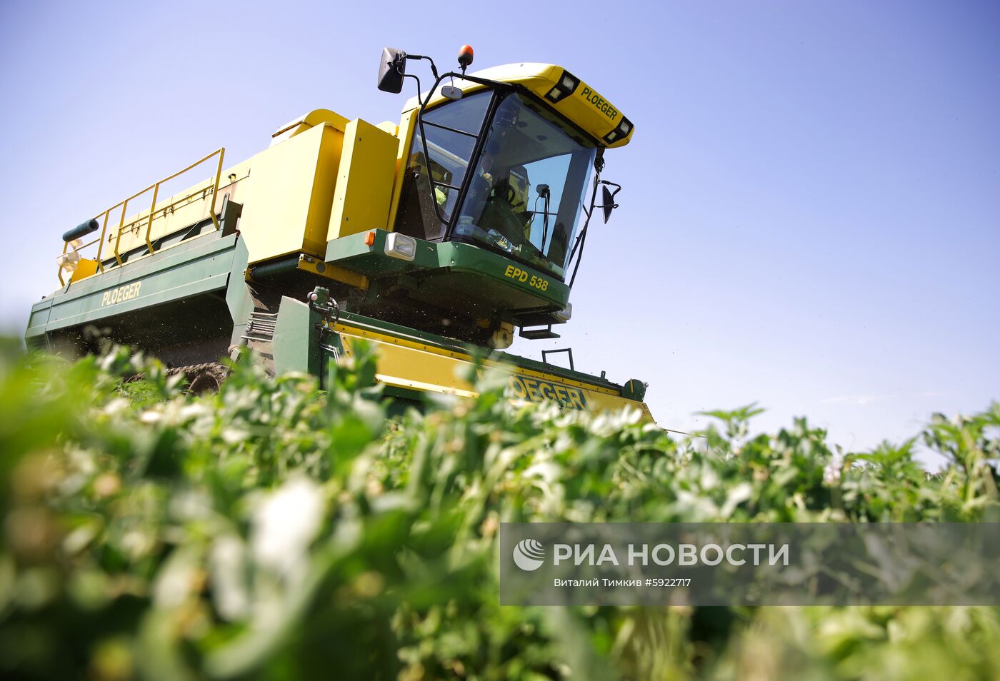 Производство горошка на предприятии "Бондюэль-Кубань"