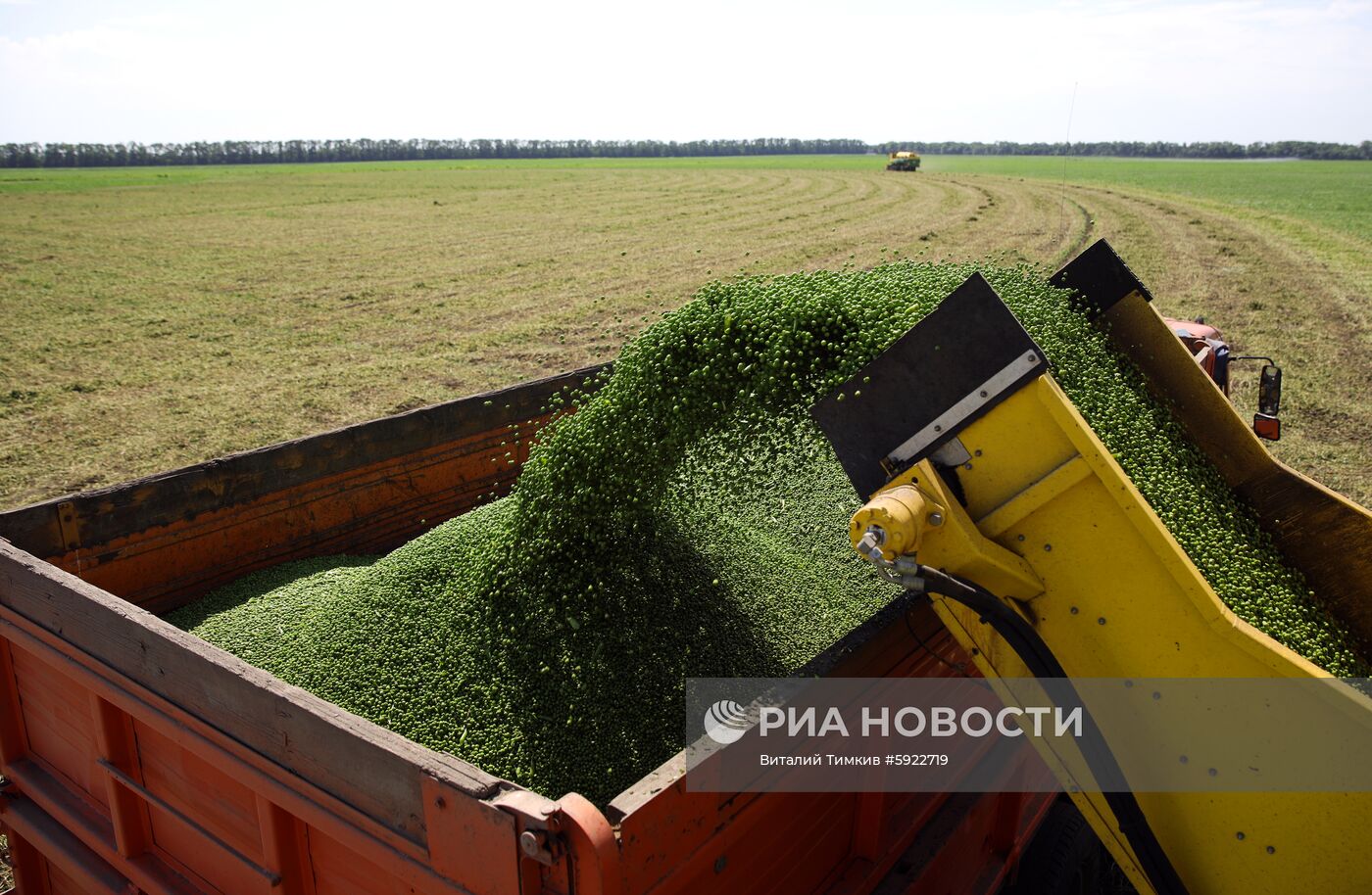 Производство горошка на предприятии "Бондюэль-Кубань"