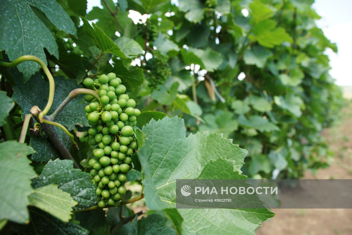 Винодельня "Фрага" в Луганске