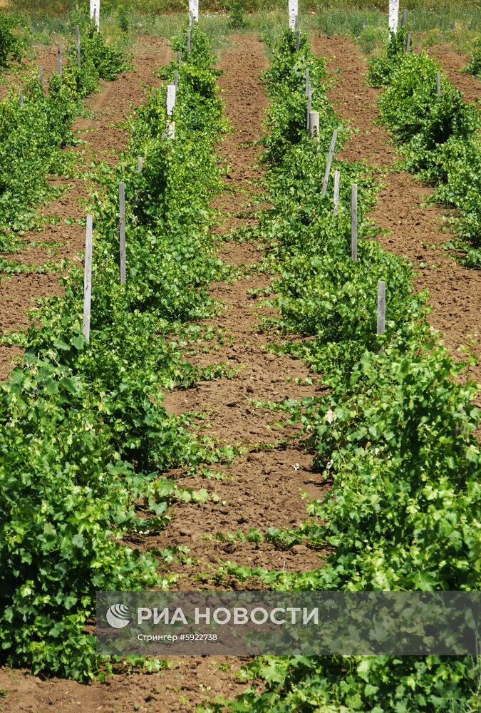 Винодельня «Фрага» в Луганске