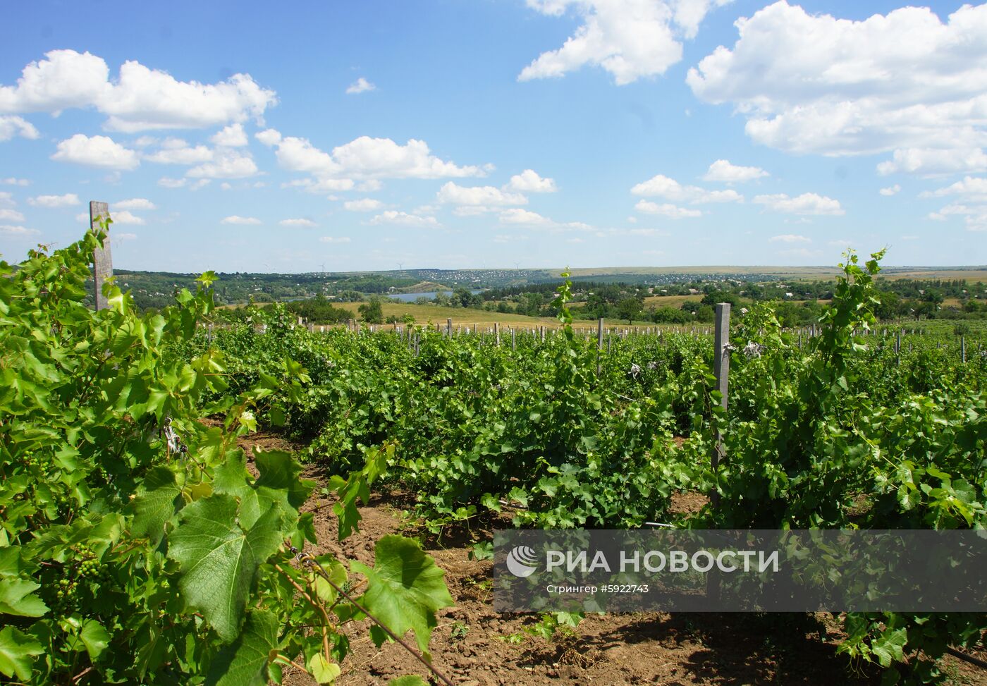 Винодельня «Фрага» в Луганске