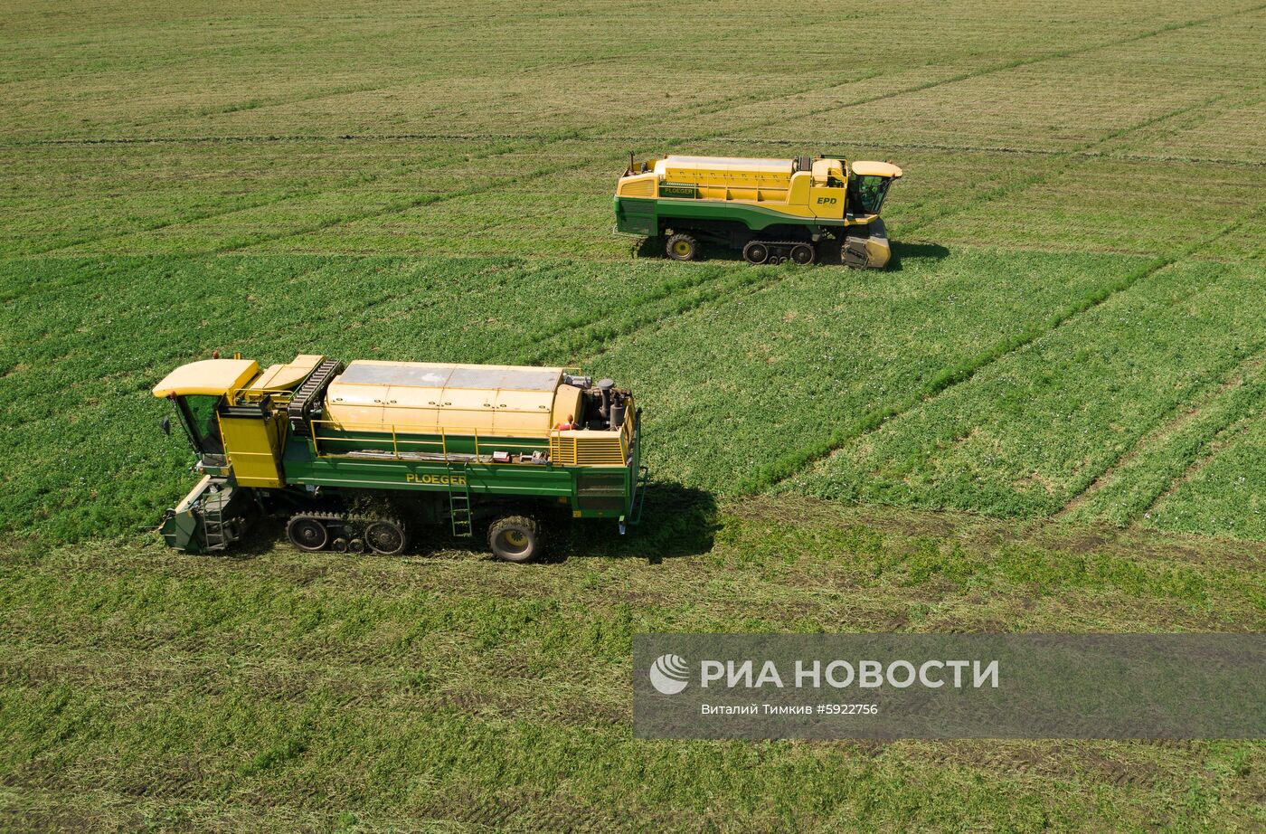 Производство горошка на предприятии "Бондюэль-Кубань"