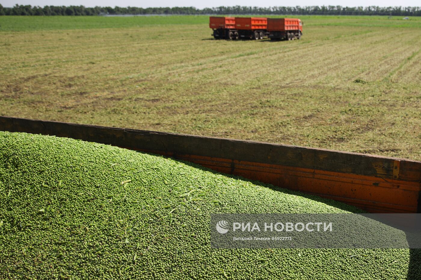 Производство горошка на предприятии "Бондюэль-Кубань"