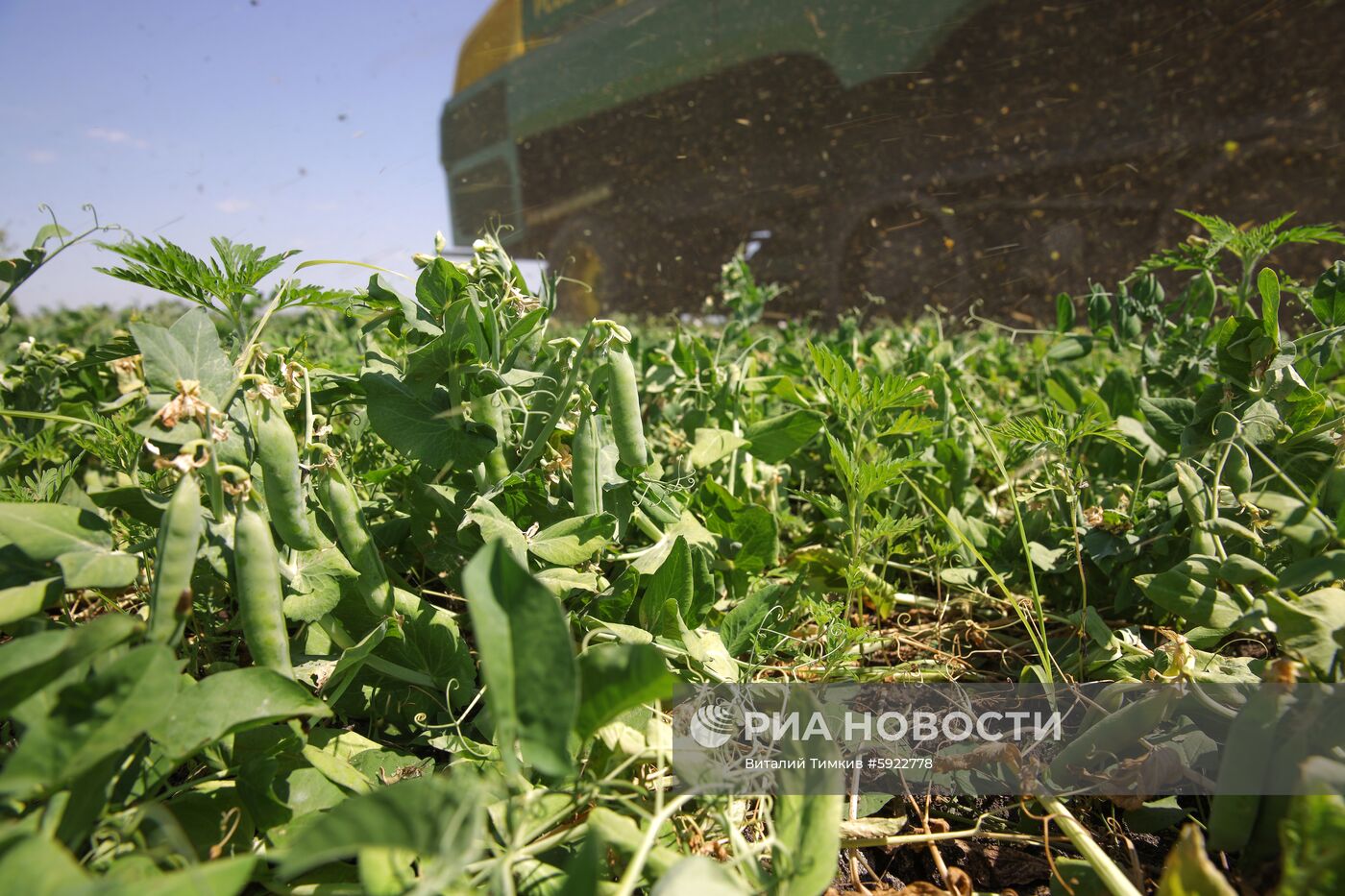 Производство горошка на предприятии "Бондюэль-Кубань"