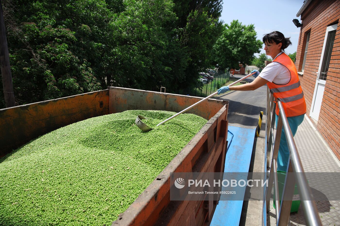 Производство горошка на предприятии "Бондюэль-Кубань"