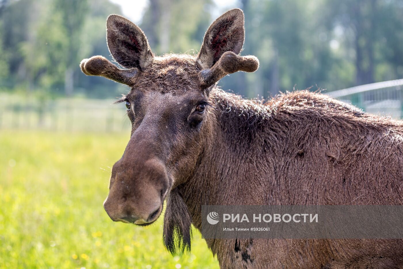 Карельский зоопарк 