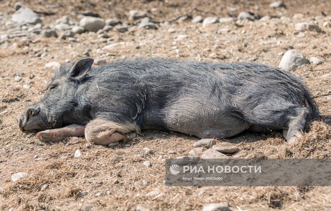 Карельский зоопарк 