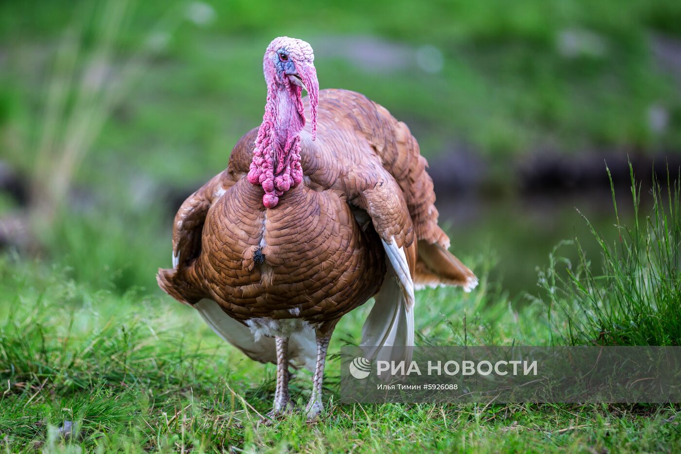 Карельский зоопарк 