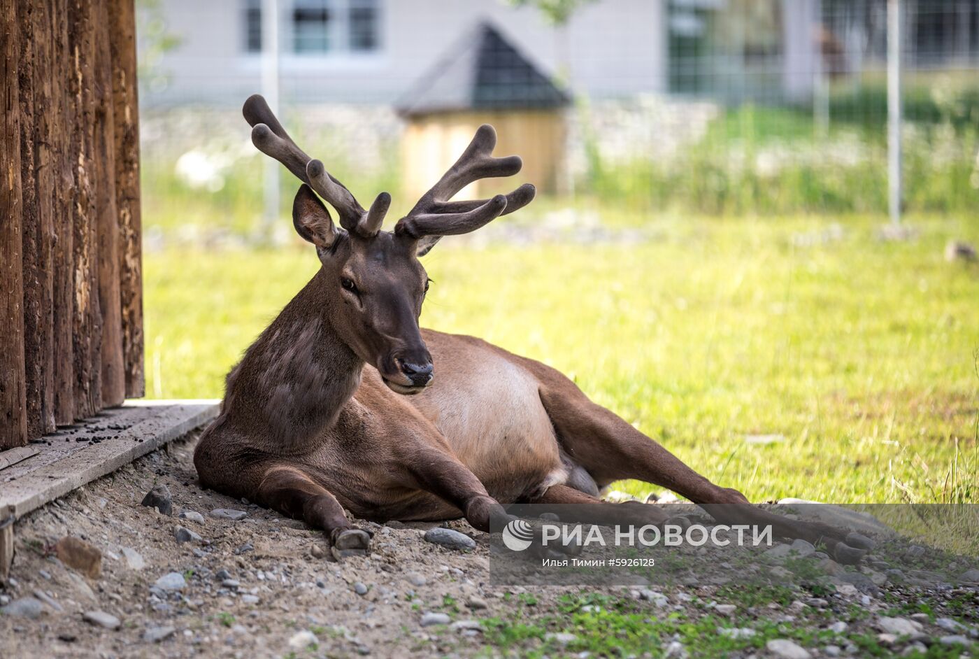 Карельский зоопарк 