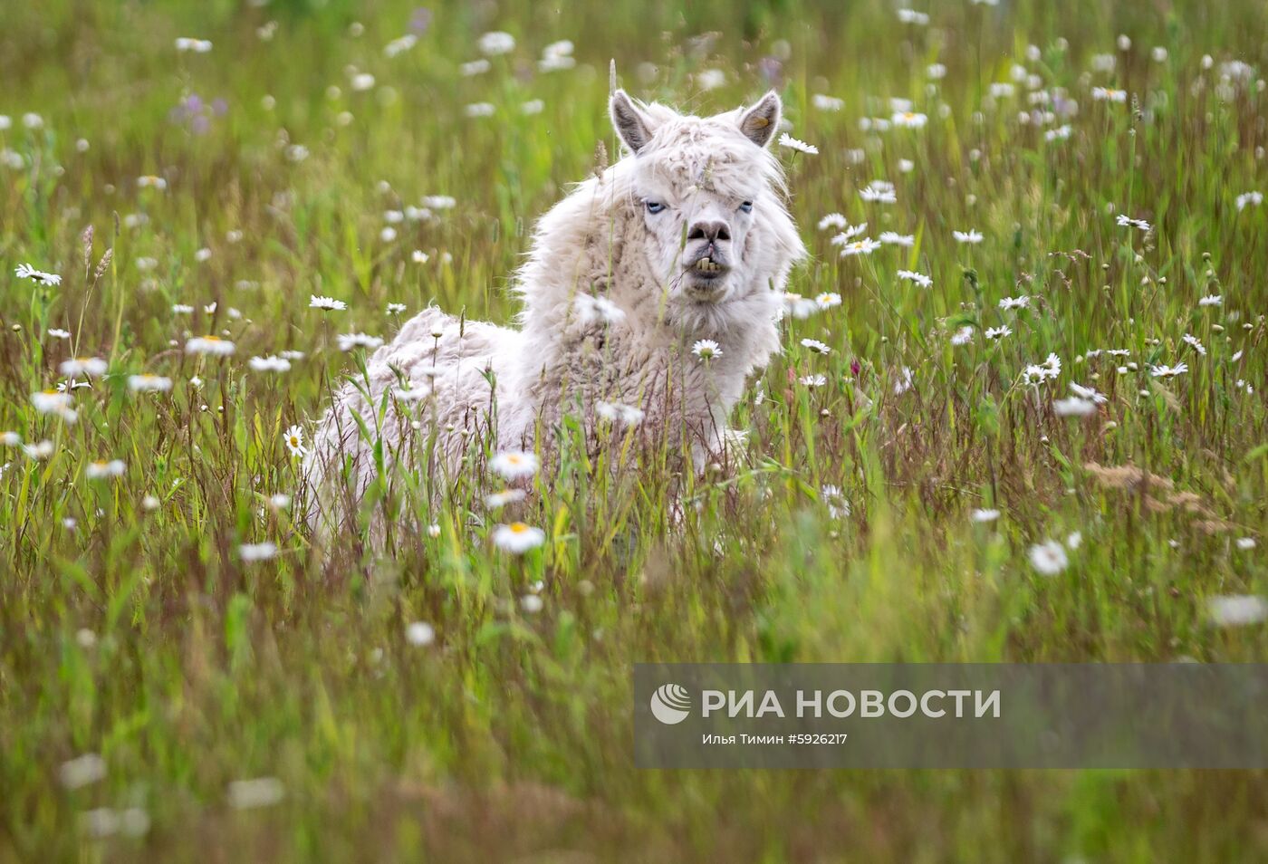 Карельский зоопарк 