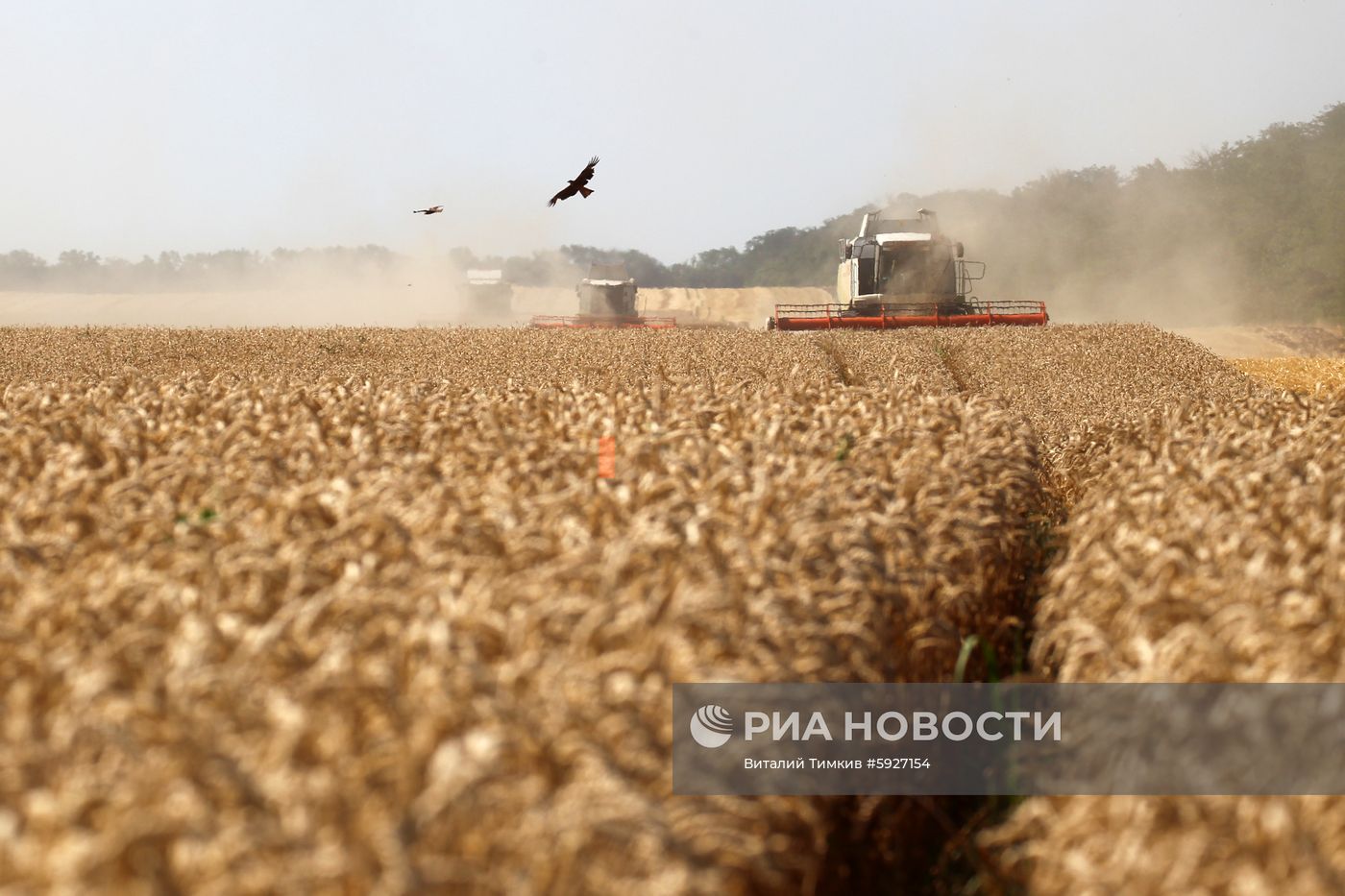 Уборка пшеницы в Краснодарском крае