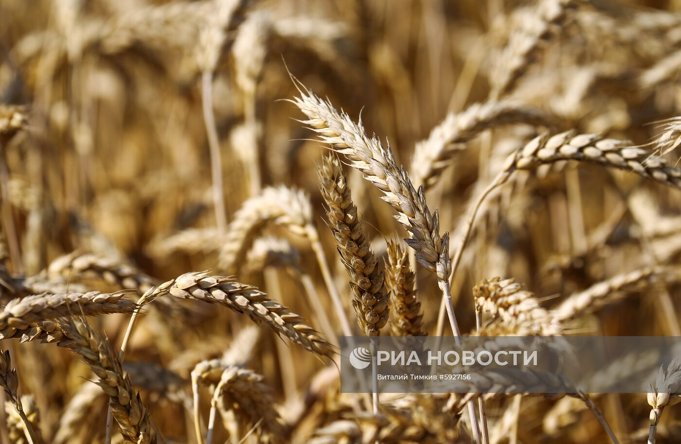 Уборка пшеницы в Краснодарском крае