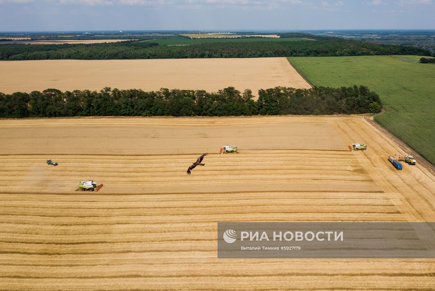 Уборка пшеницы в Краснодарском крае