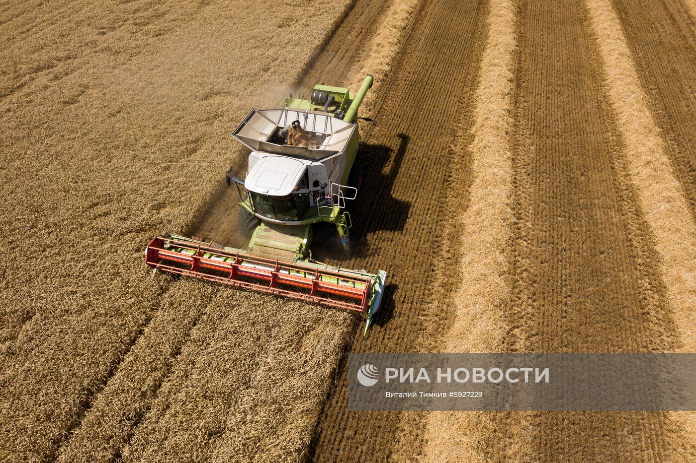 Уборка пшеницы в Краснодарском крае