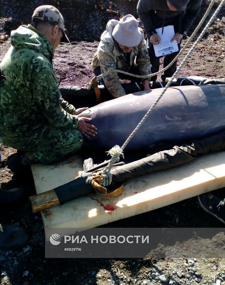 Косаток и белух выпустили на волю в Хабаровском крае 