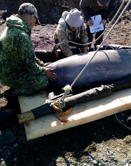 Косаток и белух выпустили на волю в Хабаровском крае 