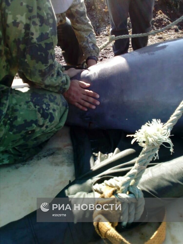 Косаток и белух выпустили на волю в Хабаровском крае 