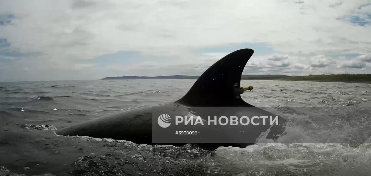 Косаток и белух выпустили на волю в Хабаровском крае 
