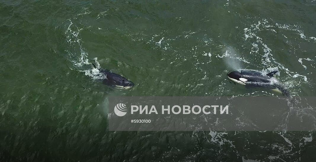 Косаток и белух выпустили на волю в Хабаровском крае