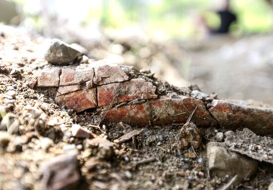 Раскопки динозавров в Амурской области