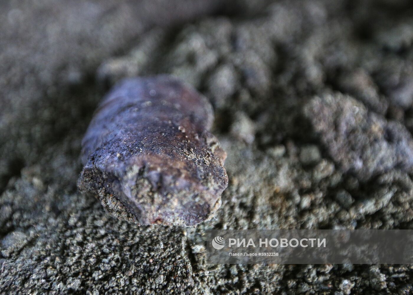 Раскопки динозавров в Амурской области