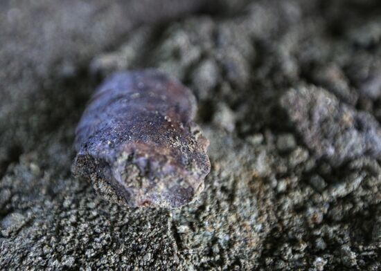 Раскопки динозавров в Амурской области