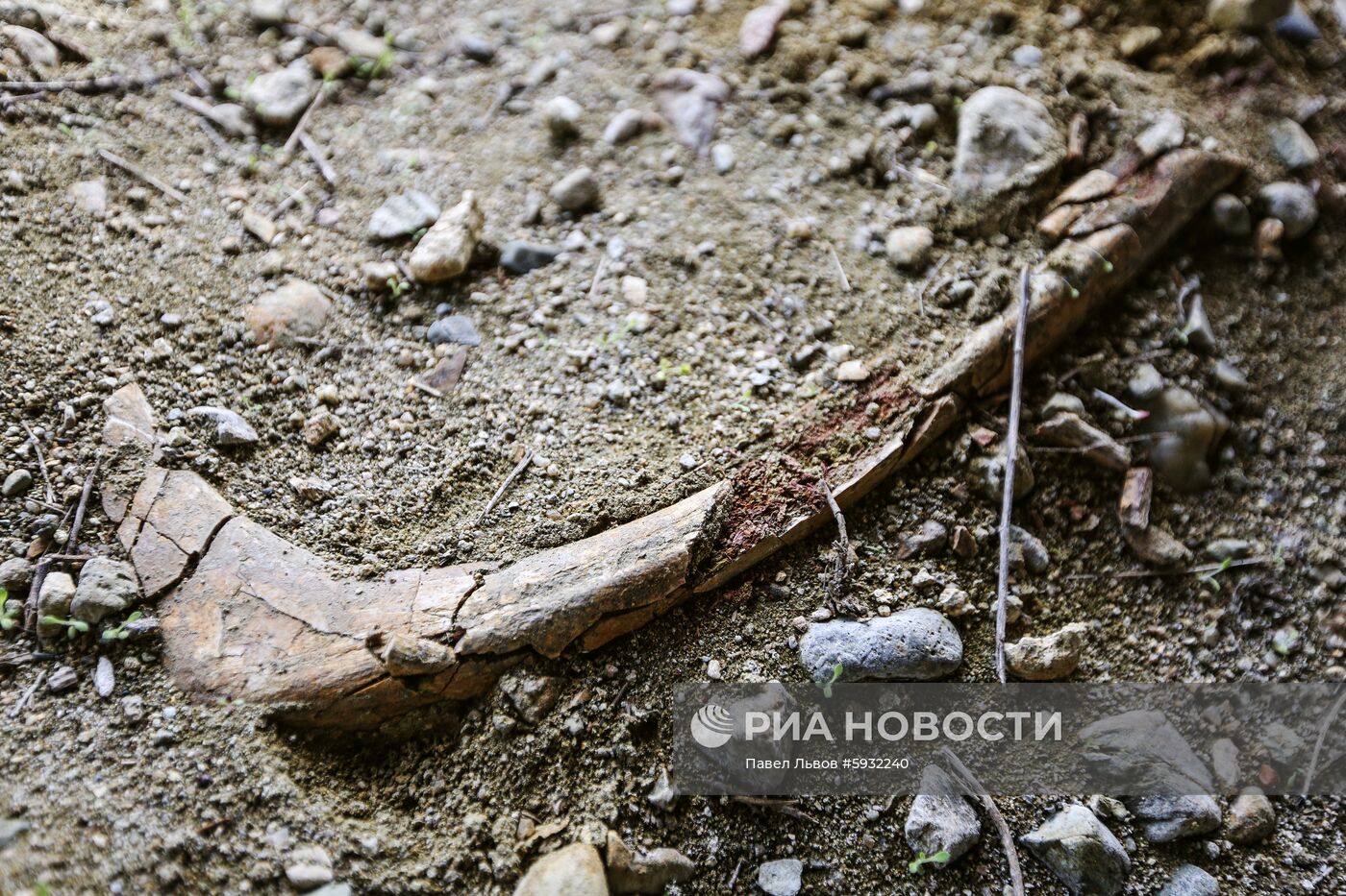 Раскопки динозавров в Амурской области