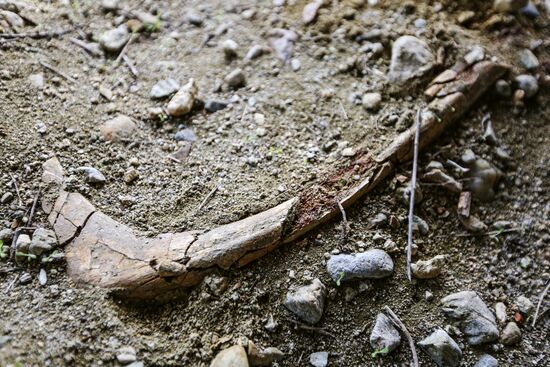 Раскопки динозавров в Амурской области