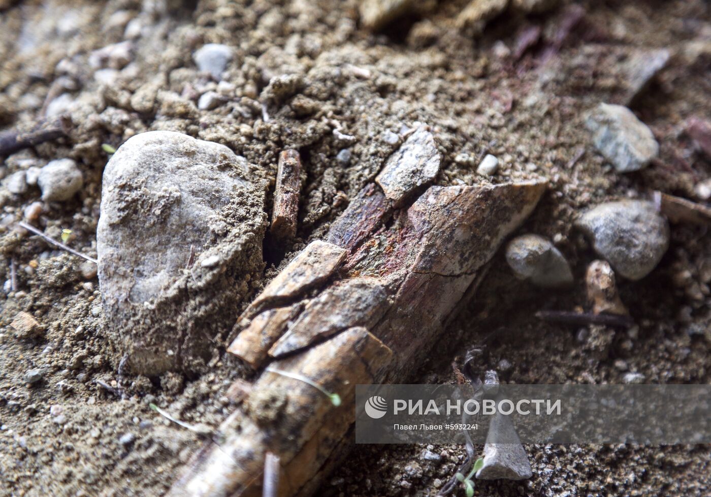 Раскопки динозавров в Амурской области