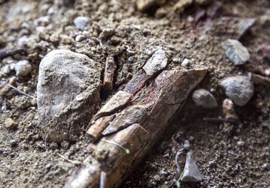 Раскопки динозавров в Амурской области