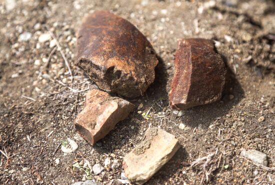 Раскопки динозавров в Амурской области