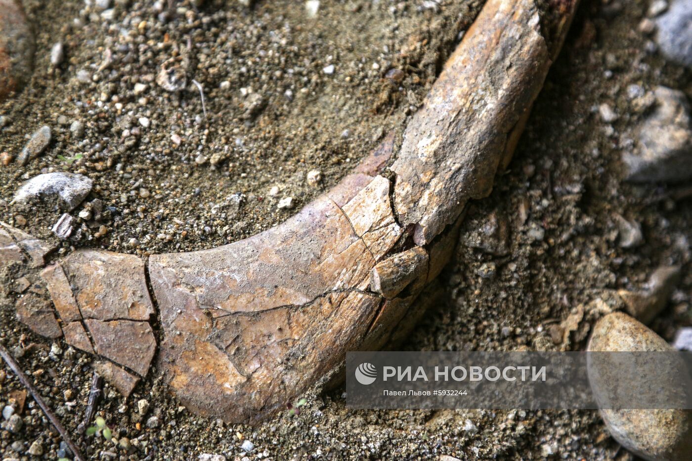 Раскопки динозавров в Амурской области