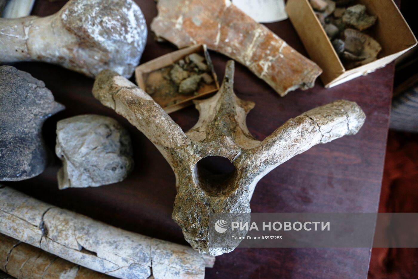 Раскопки динозавров в Амурской области