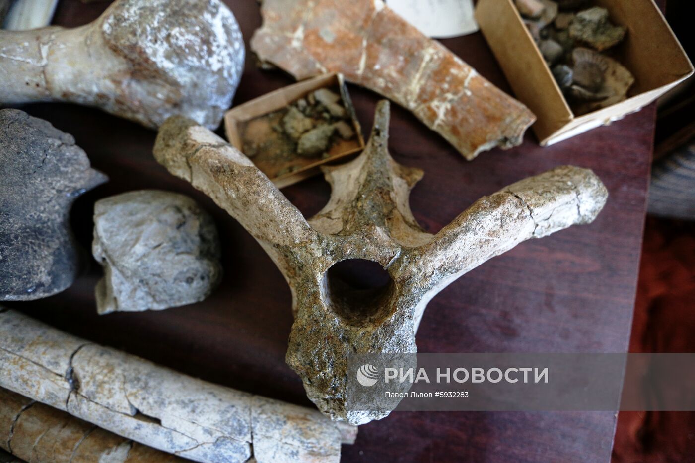 Раскопки динозавров в Амурской области