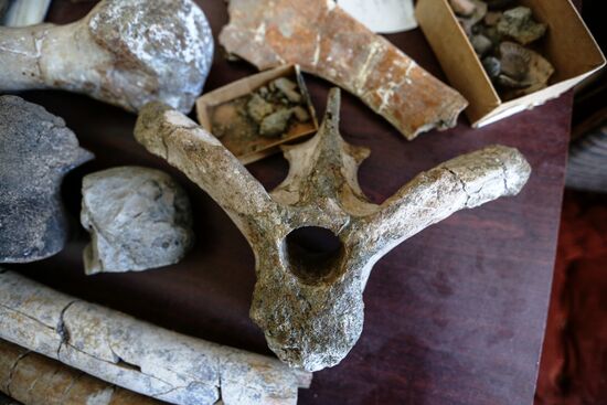 Раскопки динозавров в Амурской области