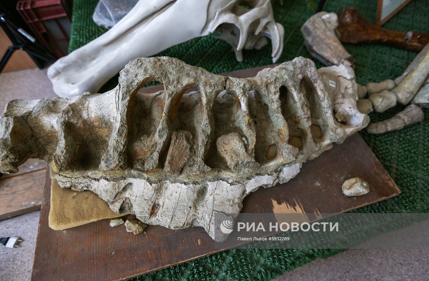 Раскопки динозавров в Амурской области