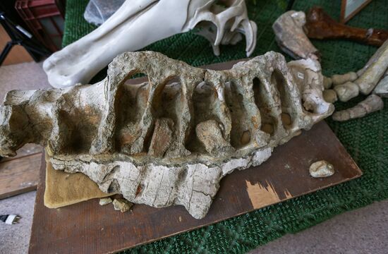 Раскопки динозавров в Амурской области