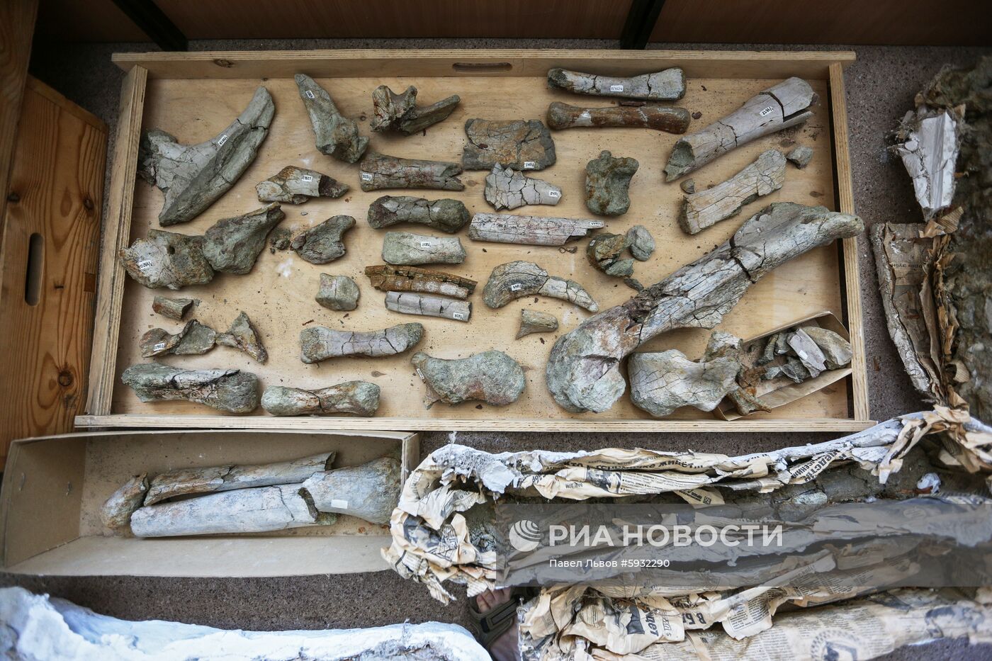 Раскопки динозавров в Амурской области