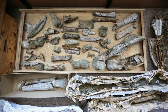 Раскопки динозавров в Амурской области