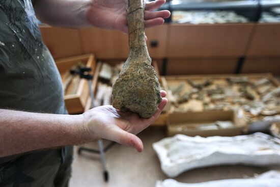 Раскопки динозавров в Амурской области