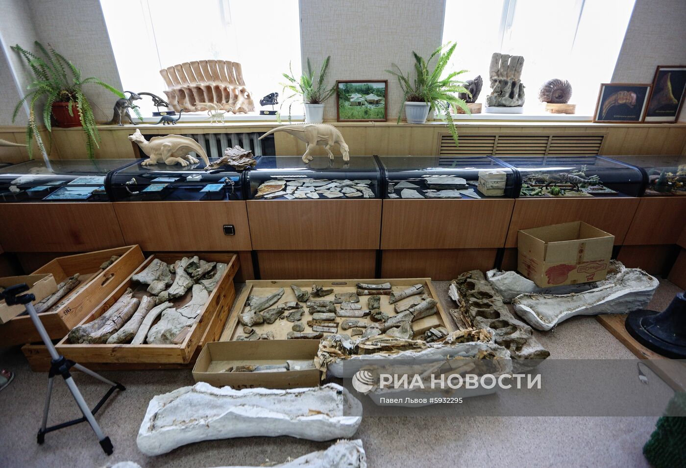 Раскопки динозавров в Амурской области