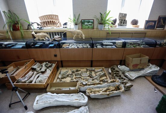 Раскопки динозавров в Амурской области