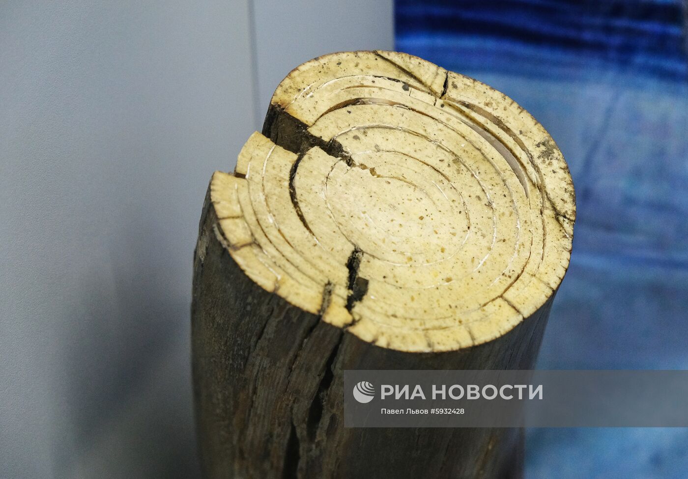 Раскопки динозавров в Амурской области