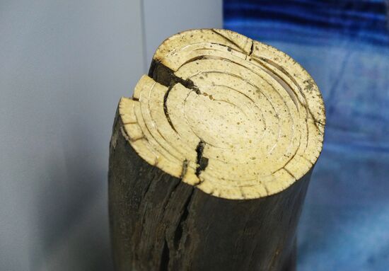 Раскопки динозавров в Амурской области