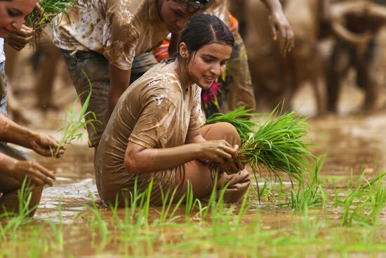 Праздник посадки риса Асар Пандра в Непале