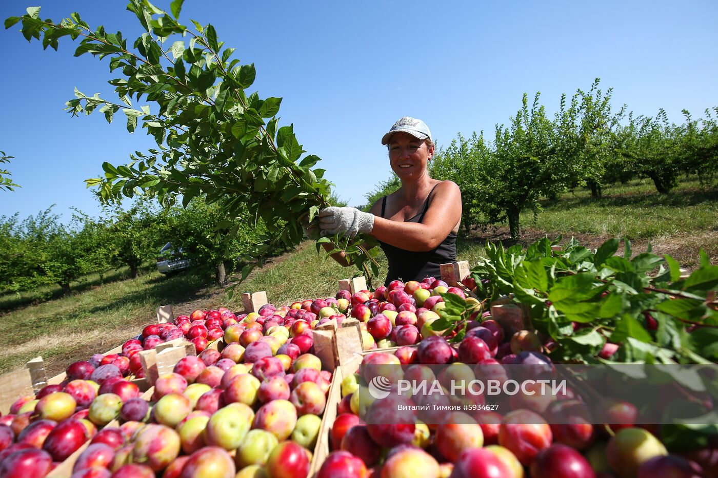 Сбор урожая алычи и сливы в Краснодарском крае