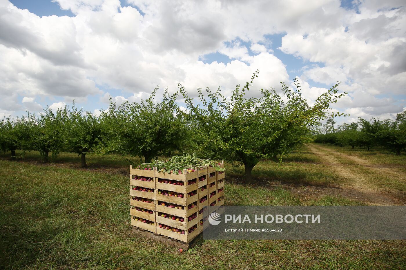 Сбор урожая алычи и сливы в Краснодарском крае