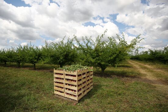 Сбор урожая алычи и сливы в Краснодарском крае