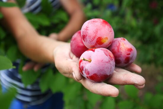 Сбор урожая алычи и сливы в Краснодарском крае