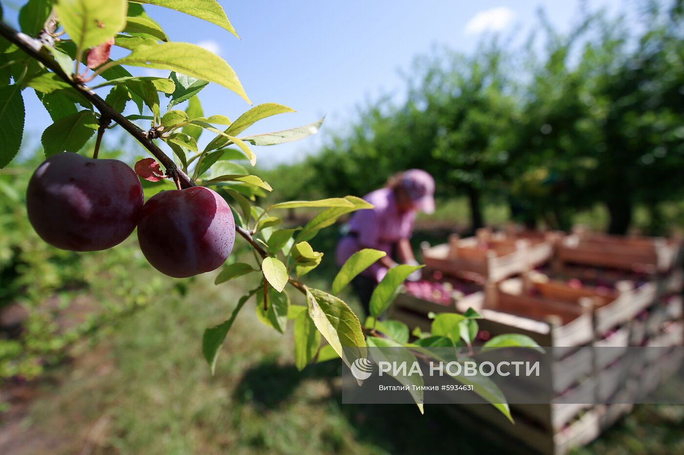 Сбор урожая алычи и сливы в Краснодарском крае